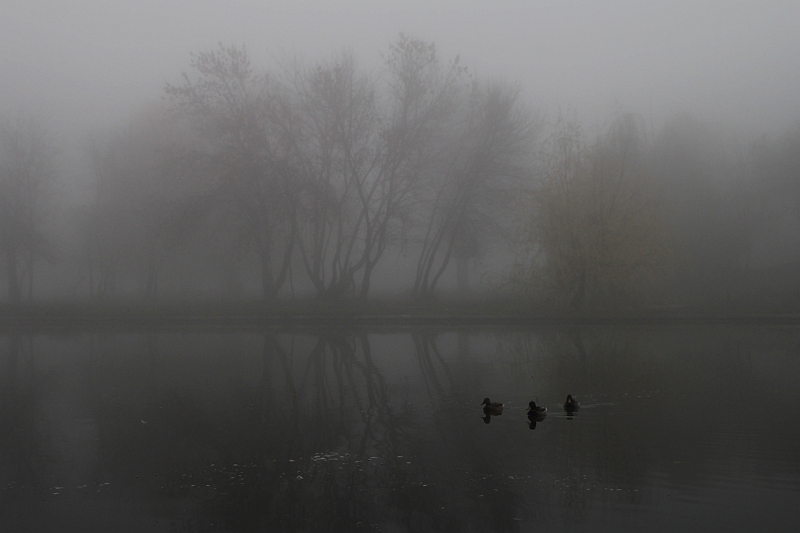 Nicu Buculei - Ceața.jpg